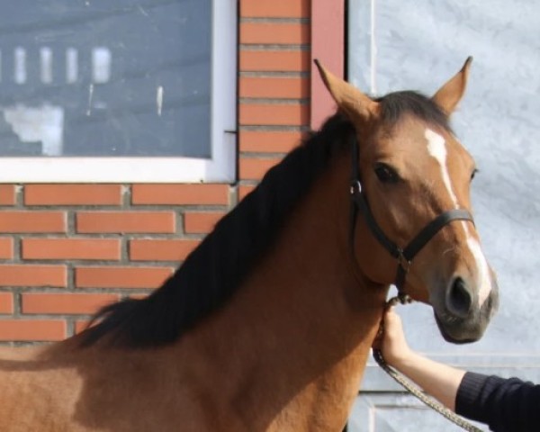 broodmare Glow-Chella (KWPN (Royal Dutch Sporthorse), 2011, from Quasimodo vd Molendreef)