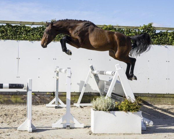 Pferd Verdi Quality Z (Zangersheide Reitpferd, 2021, von Verdi)
