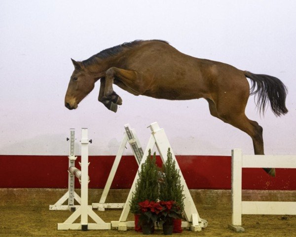 horse Cosimo dv Z (Zangersheide riding horse, 2022, from Chacco-Blue)