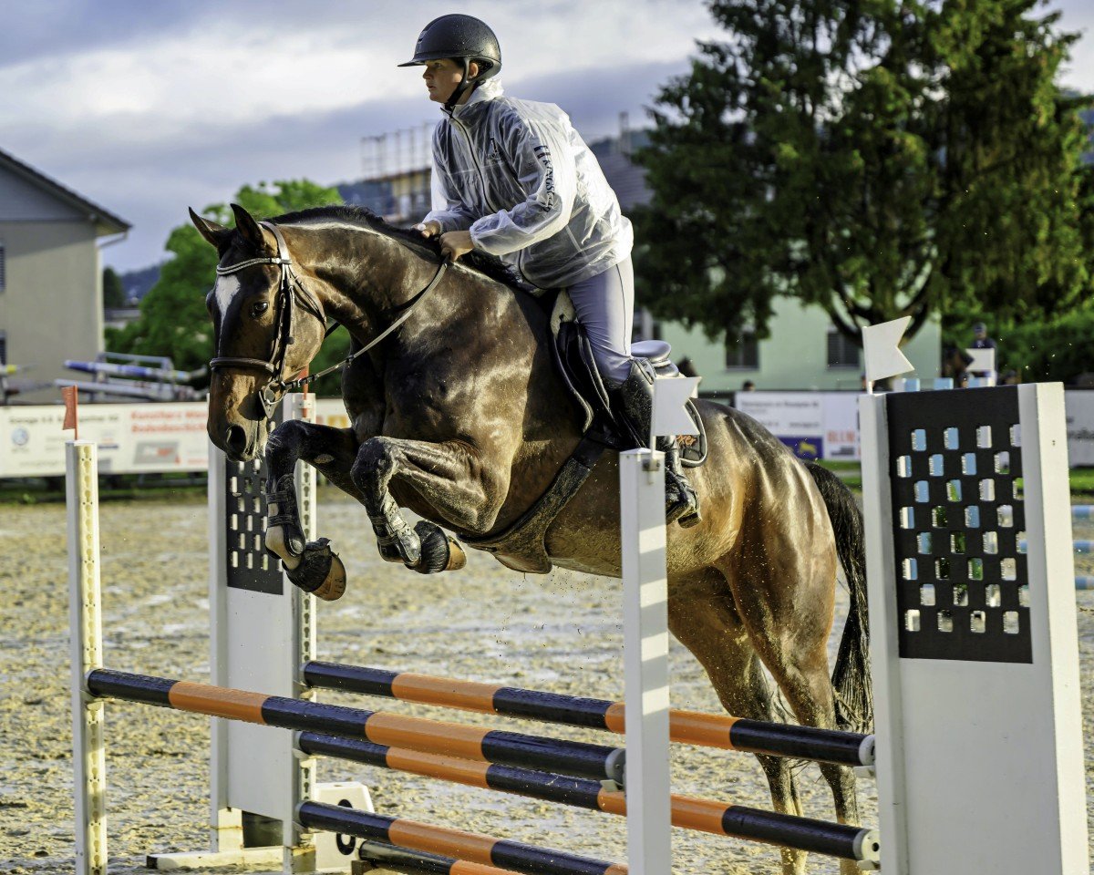 Horse Cash and go (Westphalian, 2020, from Chacfly PS)