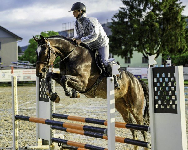 horse Cash and go (Westphalian, 2020, from Chacfly PS)