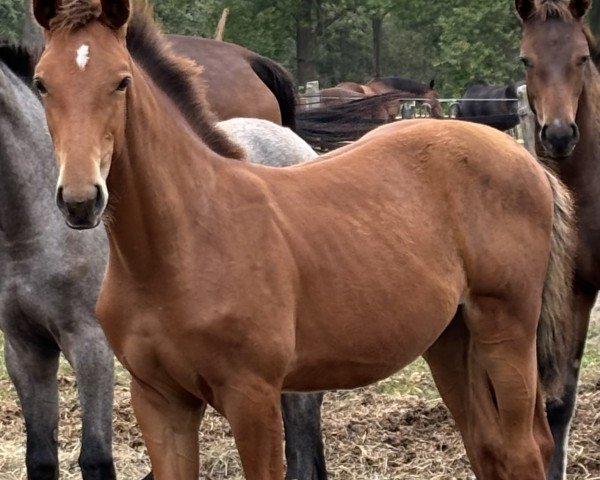 horse Stute von Esmeraldo / Lands River (Holsteiner, 2024, from Esmeraldo FM)