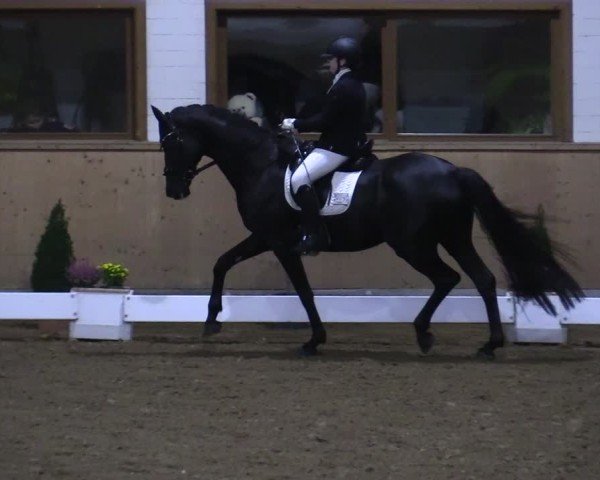 Reitturnier Hövelhof 2024