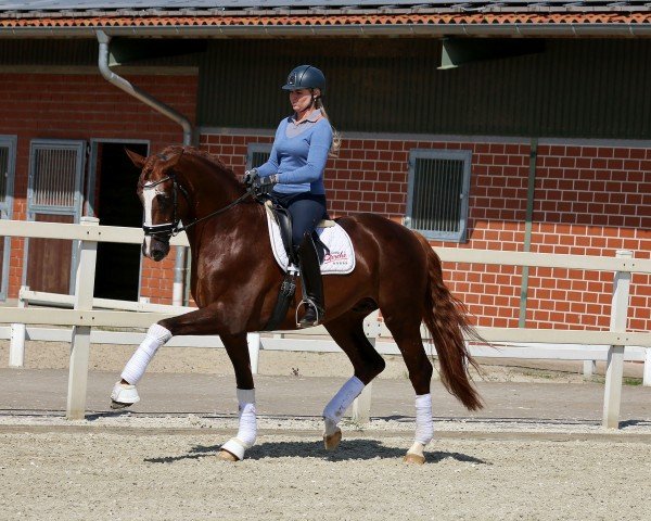 Pferd Beaufort (Rheinländer, 2012, von Bretton Woods)