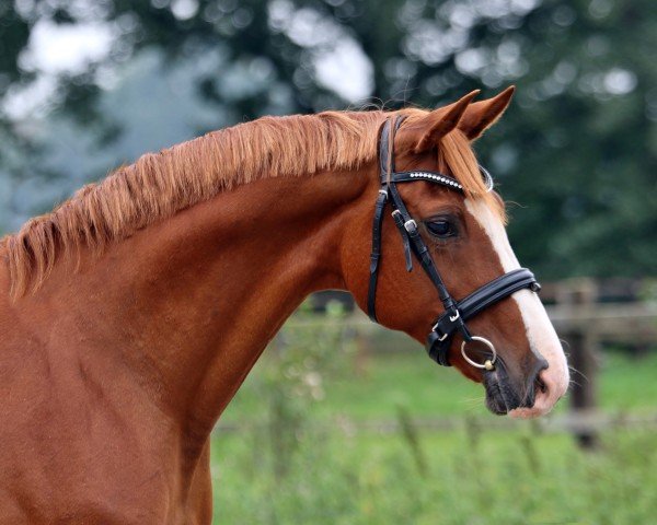 broodmare Lady of Dance II P (Rhinelander, 2006, from Lord Loxley I) broodmare Lady of Dance II P (Rhinelander, 2006, from Lord Loxley I)