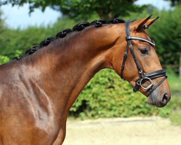 horse Hengst von Glamourdale / Enzo Ferrari (Westphalian, 2019, from Glamourdale)
