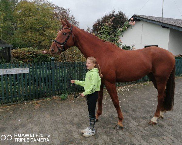 horse Don Cajano (German Warmblood,  , from Don Royal)