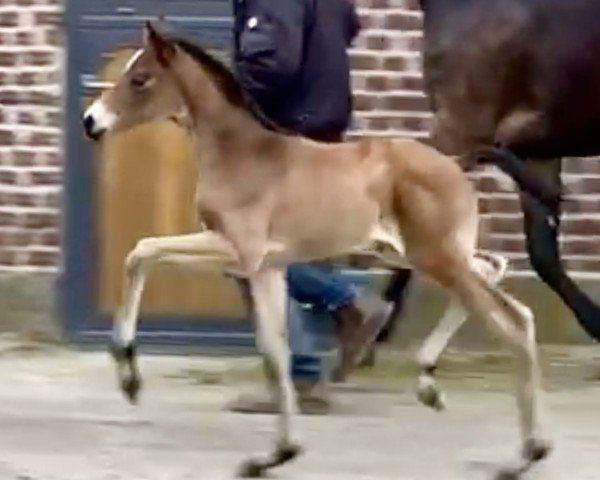 Pferd Glücksmoment (Westfale, 2024, von Glamdale WP NRW)