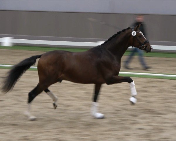 Pferd Hengst von Debutant PS / Diatano (Westfale, 2022, von Debutant PS)