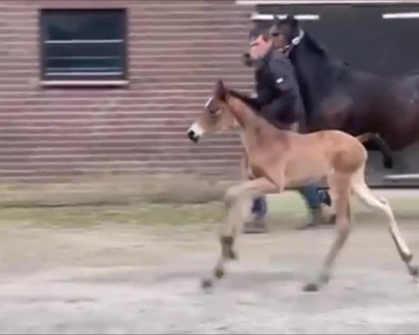 Video of Glücksmoment