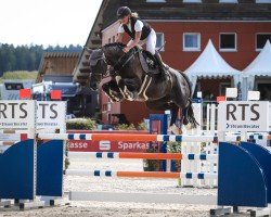 Springpferd Chimchiminey (Holsteiner, 2016, von Casall Ask)