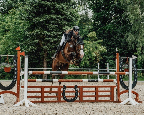 jumper Caramello 23 (German Warmblood, 2009, from Coeur de Caramel) jumper Caramello 23 (German Warmblood, 2009, from Coeur de Caramel)