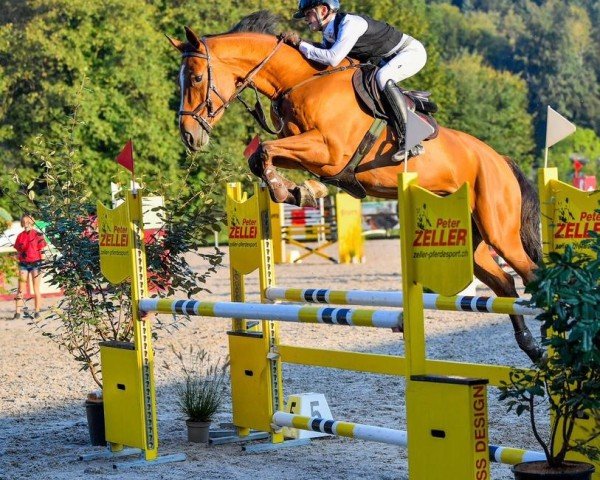 jumper Diamoros Diva (Hanoverian, 2018, from Diamant de Plaisir 178 FIN)