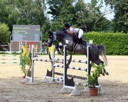 jumper Quite Good 5 (Westphalian, 2014, from Quality 9)