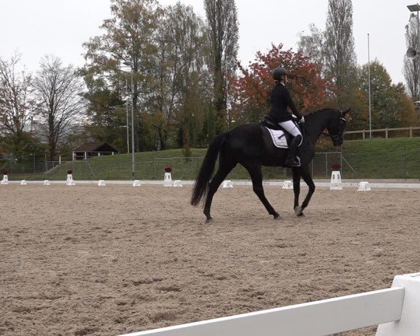 Reitturnier Uster 2024