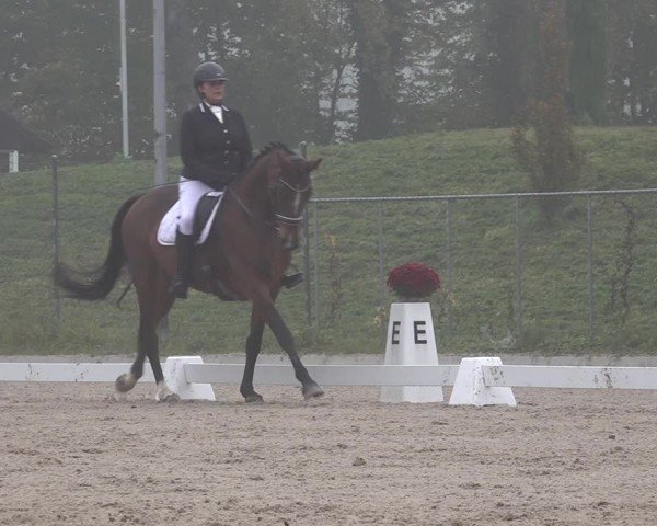 Reitturnier Uster 2024