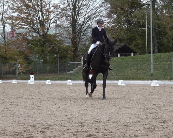Reitturnier Uster 2024