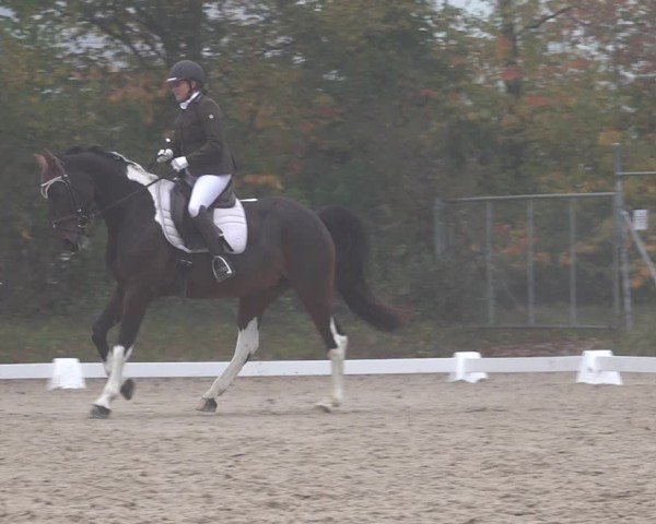Reitturnier Uster 2024