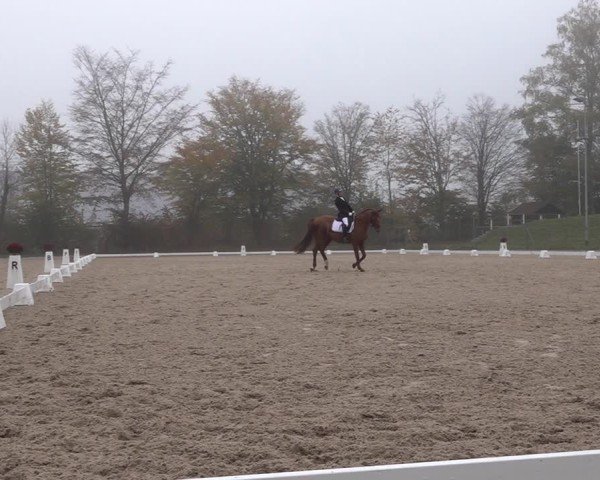 Reitturnier Uster 2024