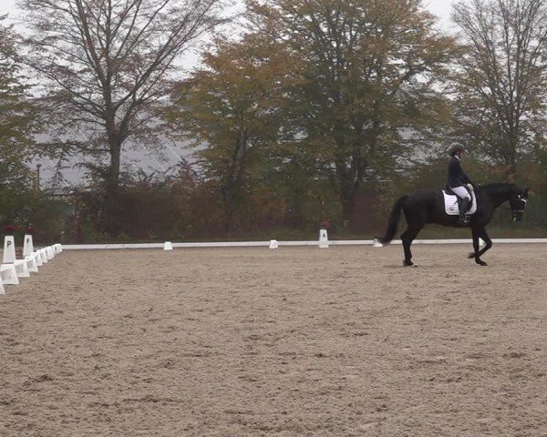 Reitturnier Uster 2024