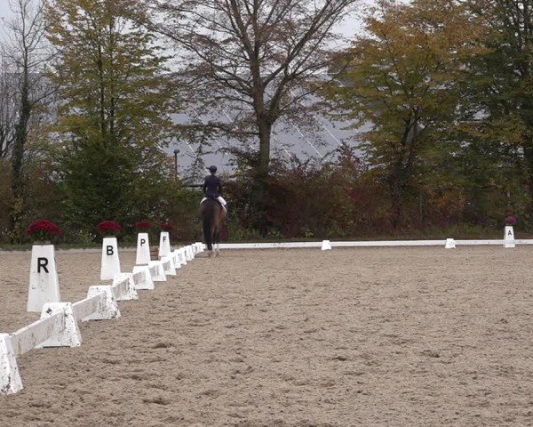 Reitturnier Uster 2024