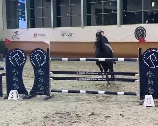 FEI Reitturnier Chevenez (SUI) 2024