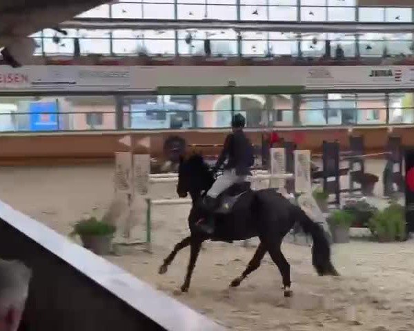FEI Reitturnier Chevenez (SUI) 2024
