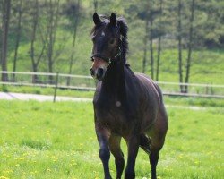 dressage horse Brownie (Westphalian, 2009, from Goethe)