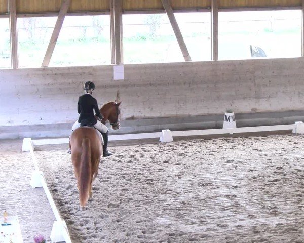 Reitturnier Urtenen-Schönbühl 2024