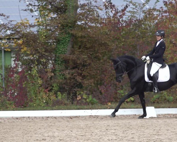 Reitturnier Uster 2024