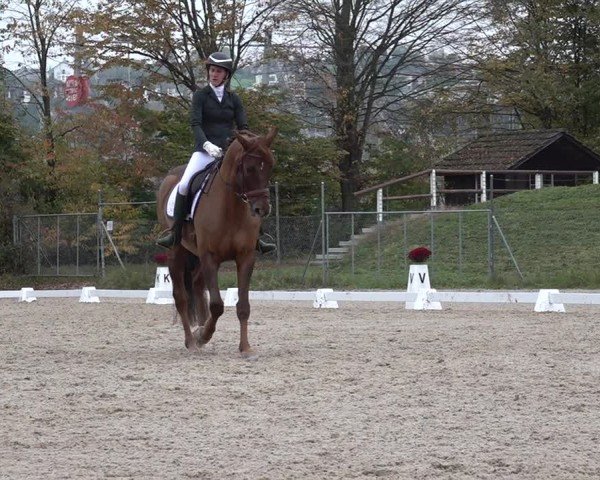 Reitturnier Uster 2024