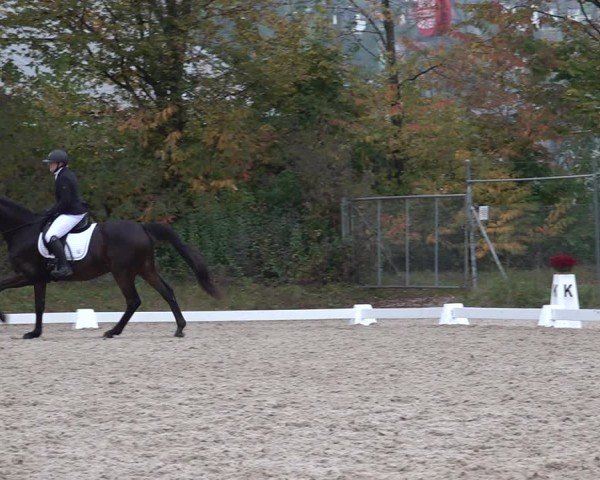 Reitturnier Uster 2024