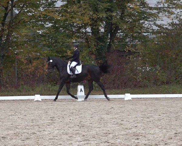 Reitturnier Uster 2024