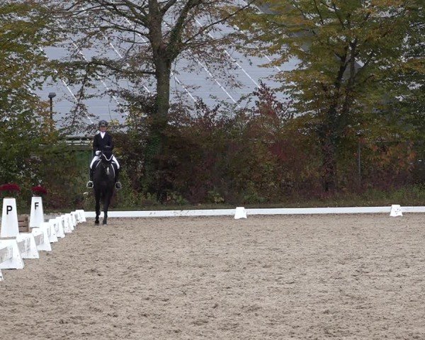 Reitturnier Uster 2024