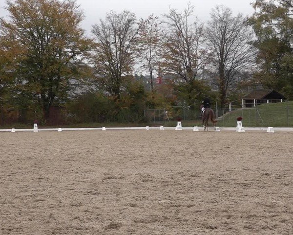 Reitturnier Uster 2024