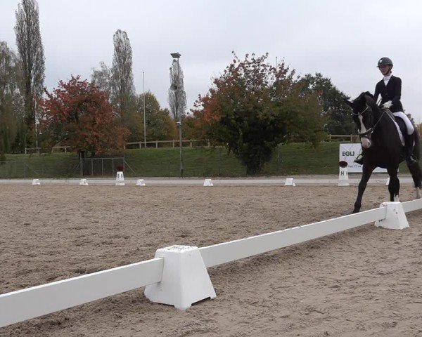 Reitturnier Uster 2024