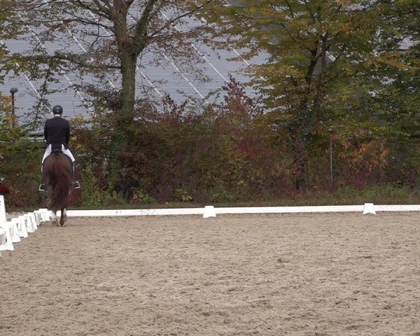 Reitturnier Uster 2024