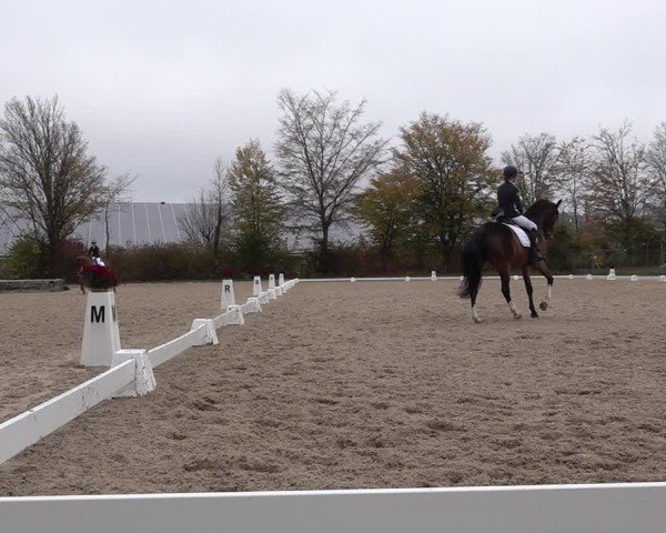 Reitturnier Uster 2024