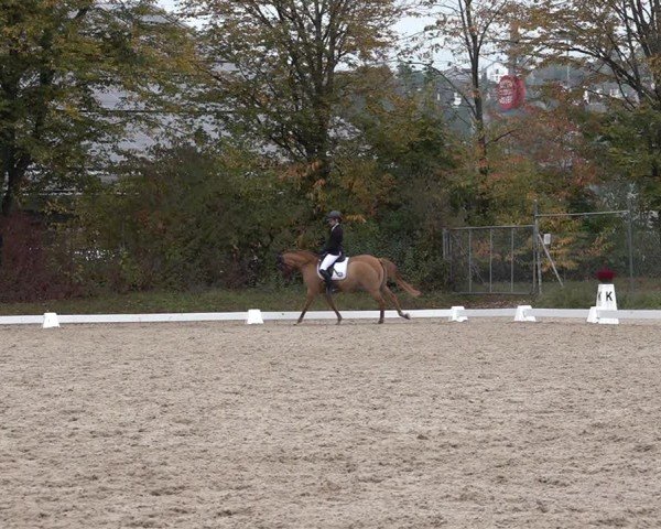 Reitturnier Uster 2024