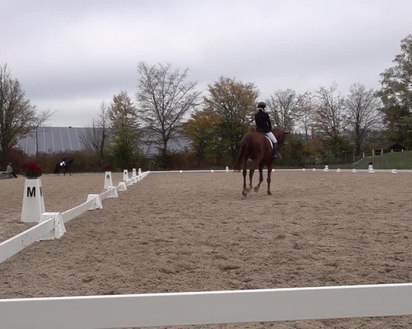 Reitturnier Uster 2024