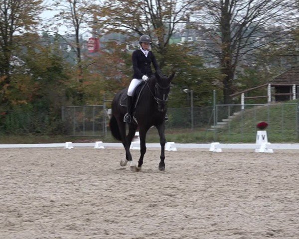 Reitturnier Uster 2024