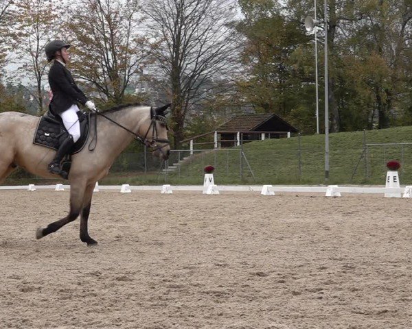 Reitturnier Uster 2024