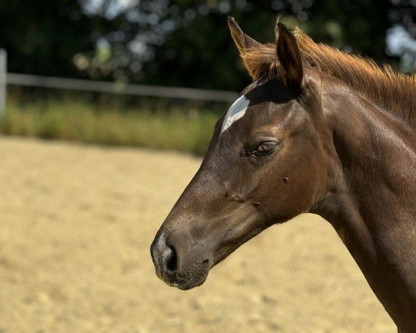 Pferd Bon Encanto NOW (Oldenburger, 2024, von Bon Esprit)
