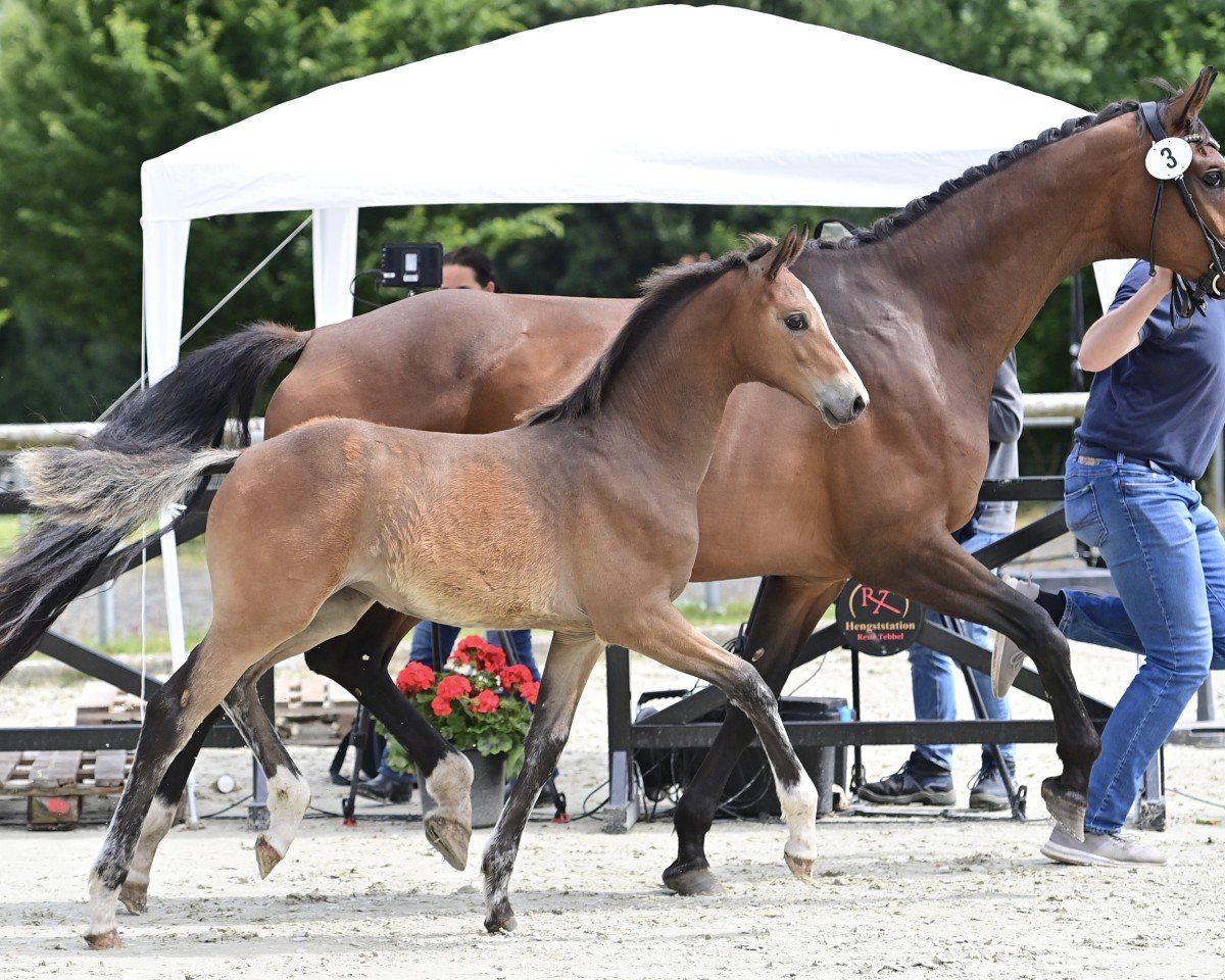 horse Leilani NOW (Oldenburg, 2024, from Don Olympic)