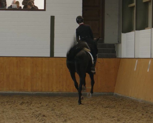 Reitturnier Frechen-Bachem 2024