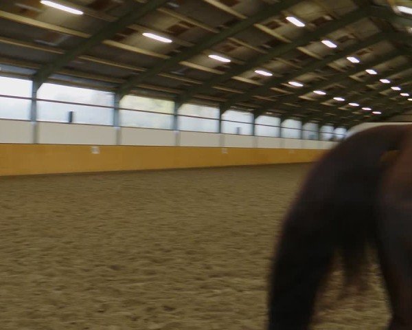 Reitturnier Frechen-Bachem 2024