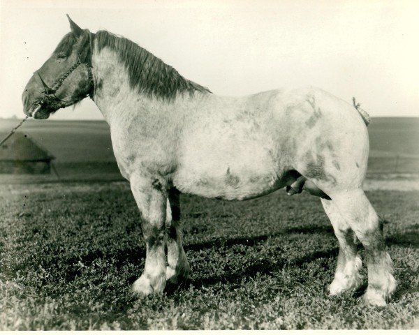 Deckhengst Uranos II von Neulohoff RS 1094 (Rheinisch-Deutsches Kaltblut, 1933, von Lotos RS Ldb Wi)