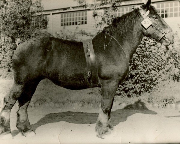 Zuchtstute Zakuska von Neulohoff 21868 (Rheinisch-Deutsches Kaltblut, 1930, von Ursus von Neulohoff ldb OS) Zuchtstute Zakuska von Neulohoff 21868 (Rheinisch-Deutsches Kaltblut, 1930, von Ursus von Neulohoff ldb OS)