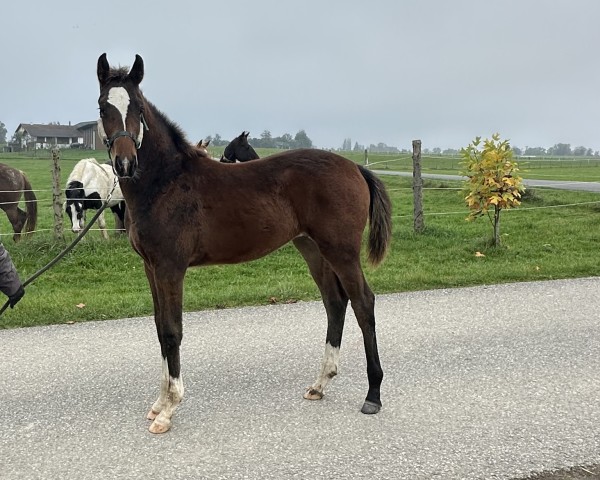 Pferd A Flamed Spirit (Oldenburger Springpferd, 2024, von Onassis Tn)