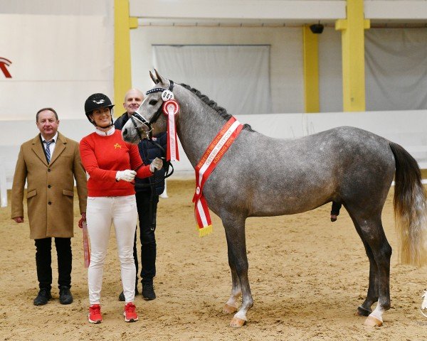 horse Dawn of Daylight (German Riding Pony, 2020, from Dallmayr K)